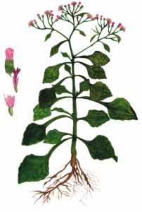 Vernonia Cineria